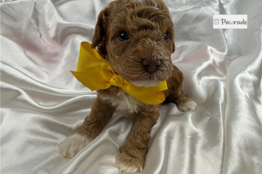 Gino - Cavapoo for sale