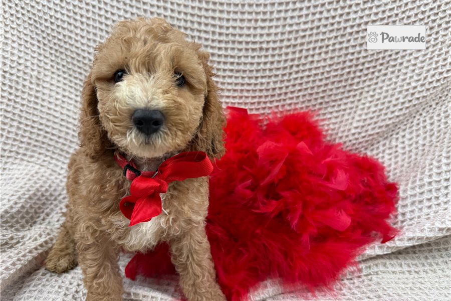 Legend - Cockapoo for sale
