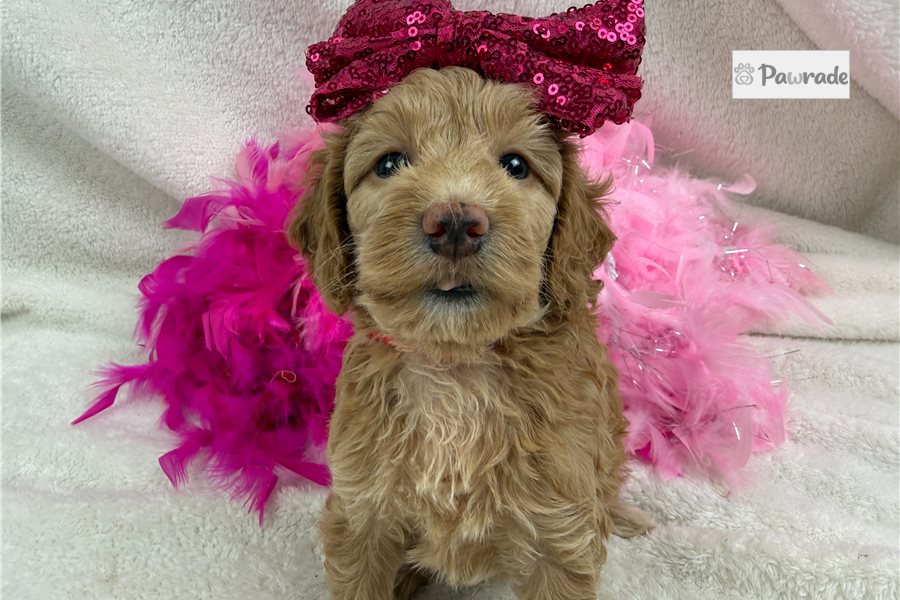 Laurel, female Cockapoo puppy for sale