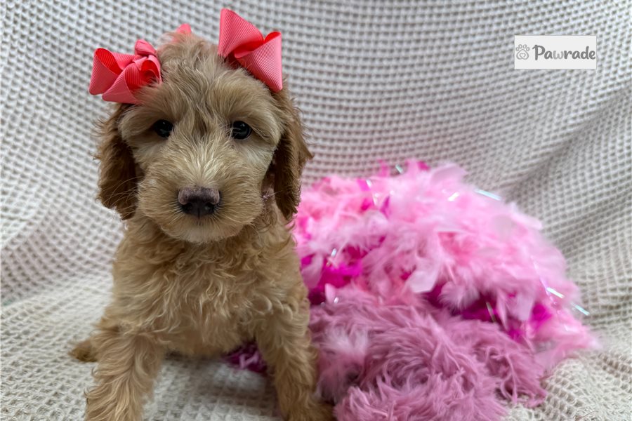 Laurel - Cockapoo for sale