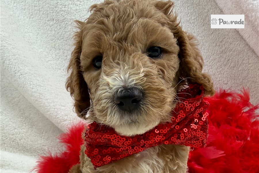 Legend - Cockapoo for sale