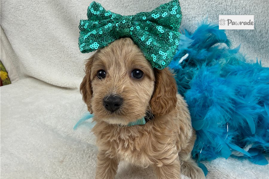 Lauren, female Cockapoo puppy for sale