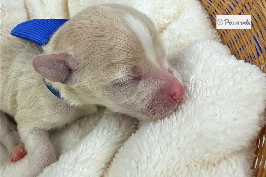 Trevor - Maltipoo for sale