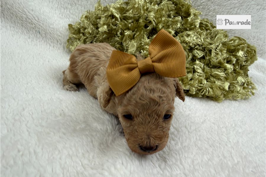Ophelia - Maltipoo for sale
