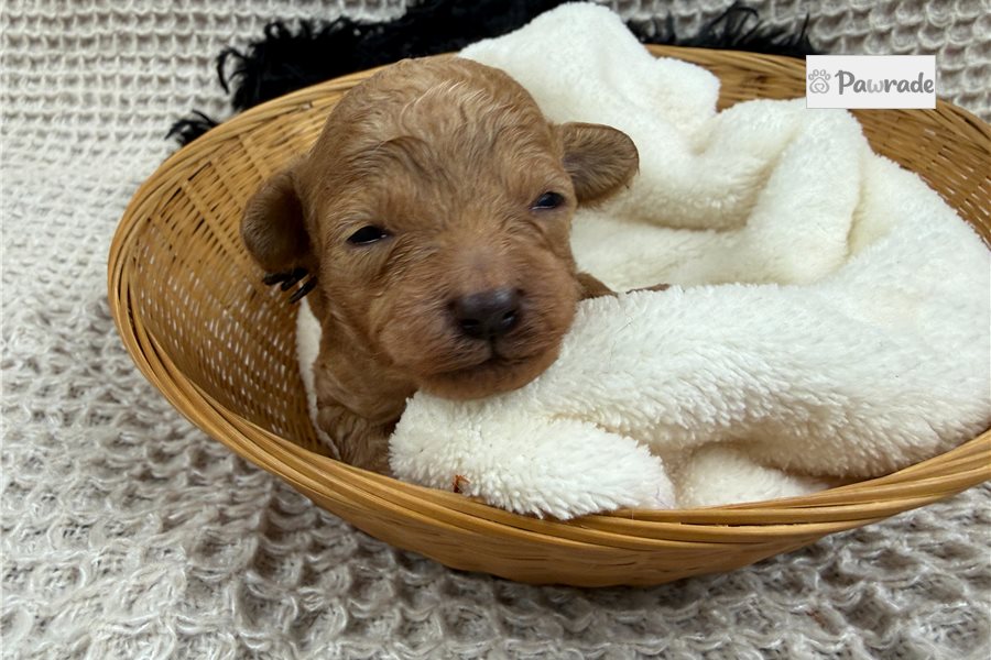 Onyx - Maltipoo for sale