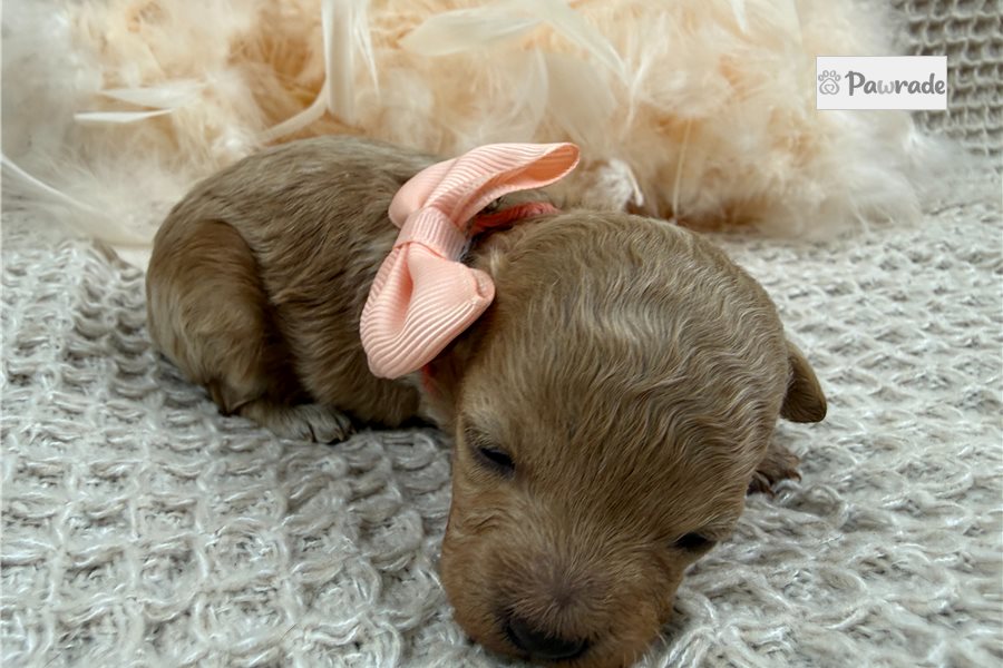 Orchid - Maltipoo for sale