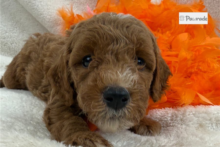 Chestnut - Mini Goldendoodle for sale