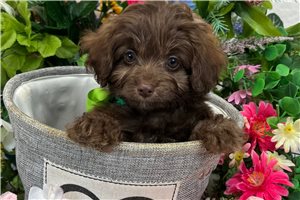 Rufio - puppy for sale