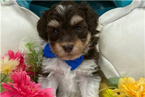 Ricky - Aussiedoodle for sale