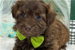 Rufio - Aussiedoodle for sale