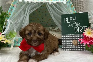 Ronald - puppy for sale