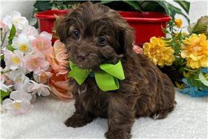 Rufio - Aussiedoodle for sale