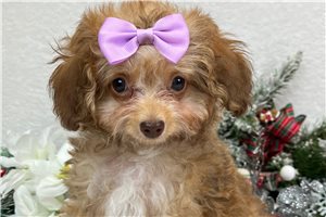 Ophelia - Aussiedoodle for sale