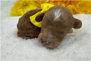 Gino - Cavapoo for sale