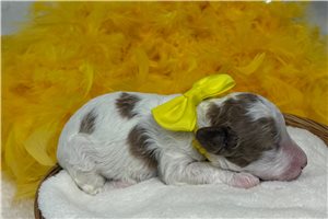 Millie - puppy for sale