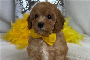 Barney - Cavapoo for sale