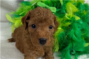 Tiana - Cavapoo for sale