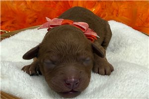 Tracey - Cavapoo for sale
