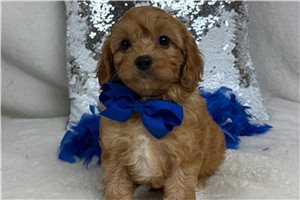 Teak - Cavapoo for sale