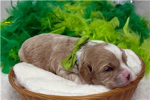 Peter - Cavapoo for sale