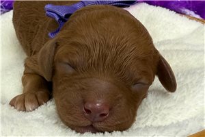 Teesha - puppy for sale