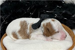 Melody - Cavapoo for sale