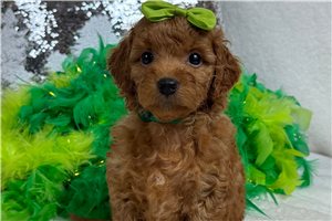 Tiana - Cavapoo for sale