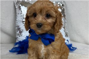 Teak - Cavapoo for sale