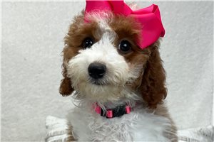 Wren - puppy for sale
