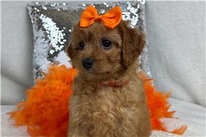 Tracey - Cavapoo for sale