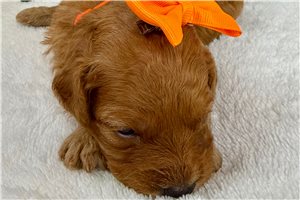 Tracey - Cavapoo for sale