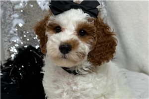 Melody - Cavapoo for sale
