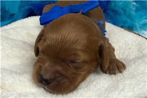 Teak - Cavapoo for sale