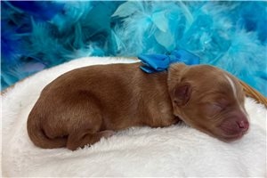 Maggie - Cavapoo for sale