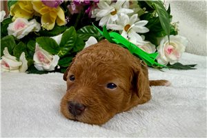 Tiana - Cavapoo for sale