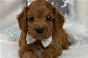 Amir - Cavapoo for sale