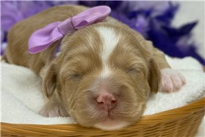 Lisa - puppy for sale