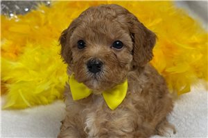 Tyler - Cavapoo for sale