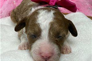 Keen - Cavapoo for sale