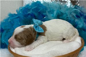 Madison - Cavapoo for sale