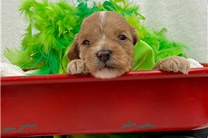 Gunner - Cavapoo for sale
