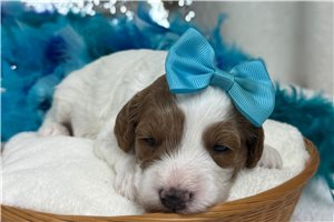 Madison - Cavapoo for sale