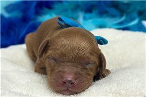 Teak - puppy for sale