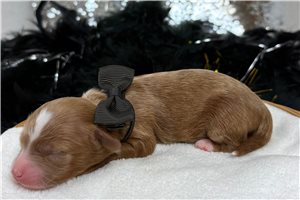 Kelly - Cavapoo for sale