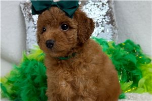 Tiana - Cavapoo for sale