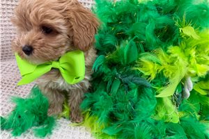 Gunner - Cavapoo for sale