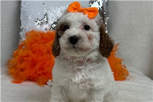 Maeve - Cavapoo for sale