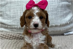 Sophia - puppy for sale