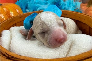 Pheobe - puppy for sale