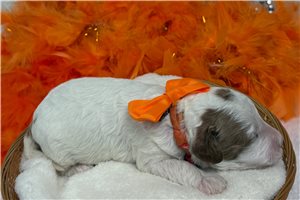 Maeve - puppy for sale